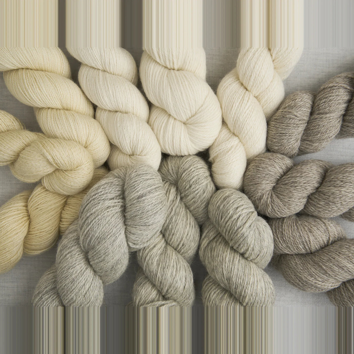 The twelve undyed Bramble & Fleece Origin bases together, from Bluefaced Leicester to Wensleydale and Gotland